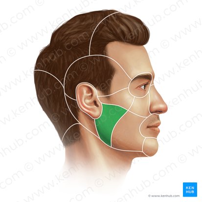 Parotideomasseteric region (Regio parotideomasseterica); Image: Paul Kim