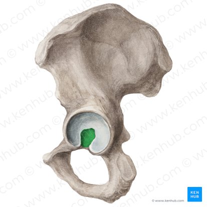 Acetabular fossa of hip bone (Fossa acetabuli ossis coxae); Image: Liene Znotina