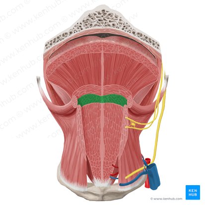 Inferior longitudinal muscle of tongue (Musculus longitudinalis inferior linguae); Image: Begoña Rodriguez