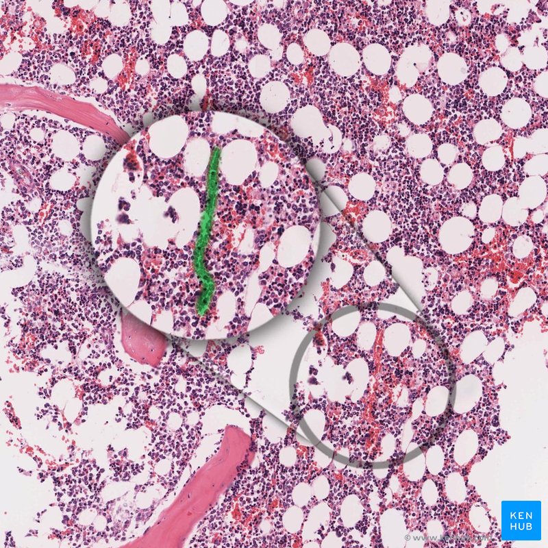 Sinusoidal capillary - histological slide