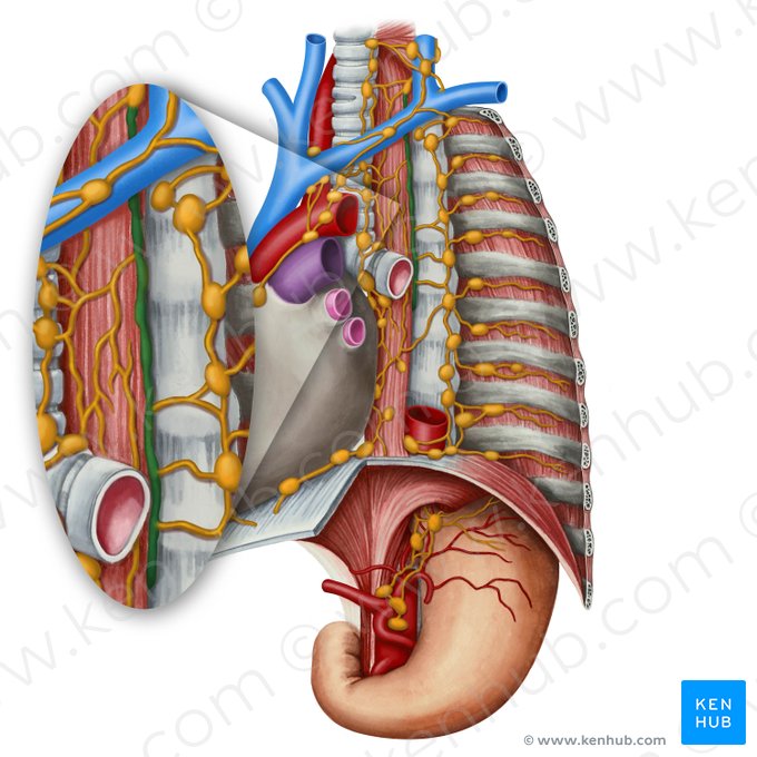 Thoracic duct (Ductus thoracicus); Image: Irina Münstermann