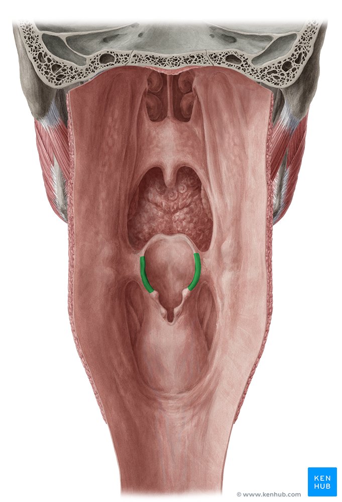 Prega ariepiglótica - vista posterior