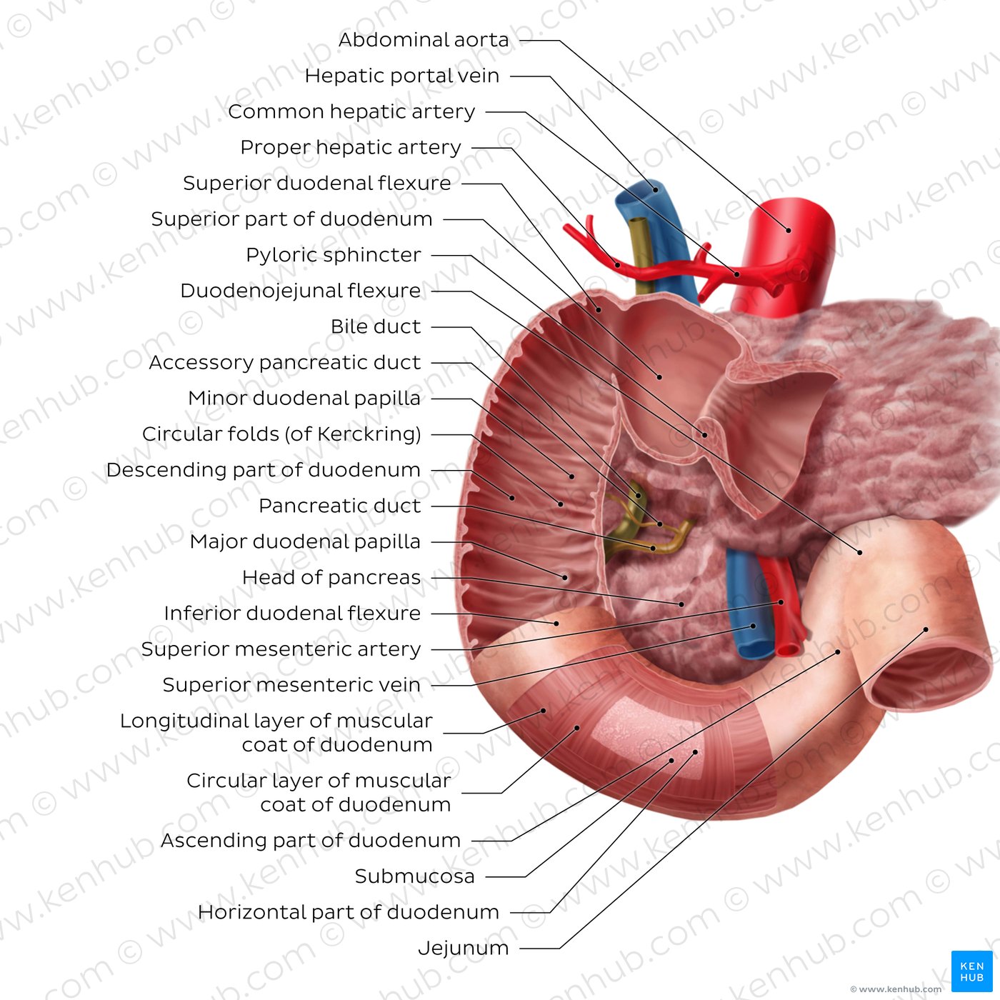 Duodenum