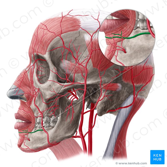 Inferior labial artery (Arteria labialis inferior); Image: Yousun Koh