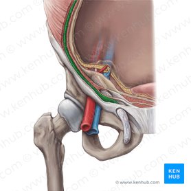 Musculus obliquus internus abdominis (Innerer schräger Bauchmuskel); Bild: Hannah Ely