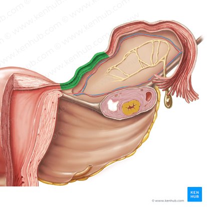 Isthmus of uterine tube (Isthmus tubae uterinae); Image: Samantha Zimmerman