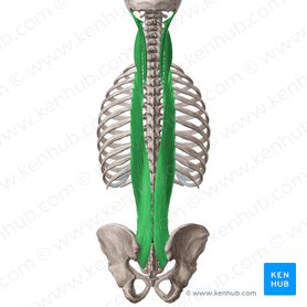 Musculus longissimus (Langer Rückenmuskel); Bild: Yousun Koh