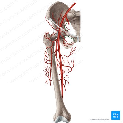 Obturator artery (Arteria obturatoria); Image: Rebecca Betts