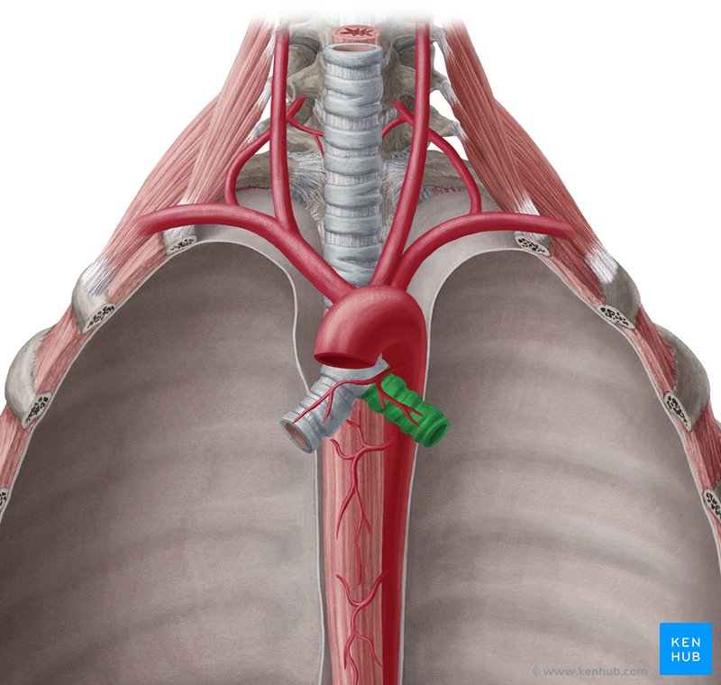Bronchi Anatomy Function And Histology Kenhub