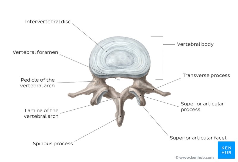 Lumbar vertebrae: Anatomy and clinical aspects | Kenhub