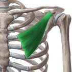 Pectoralis minor muscle