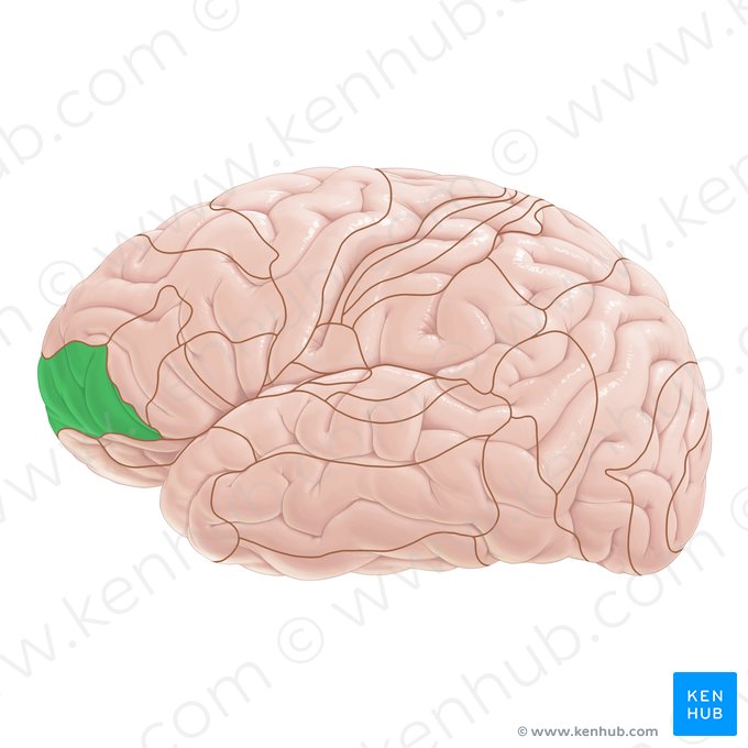 Área 10 de Brodmann (Area Brodmann 10); Imagem: Paul Kim