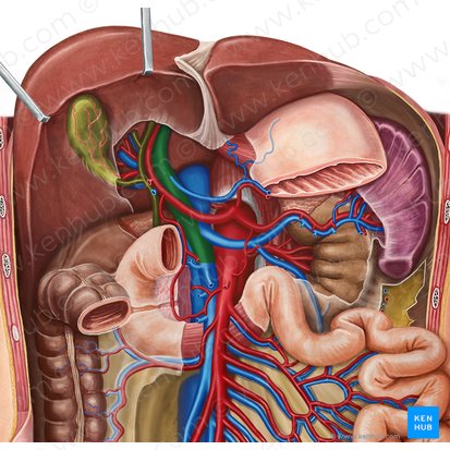 Veia porta hepática (Vena portae hepatis); Imagem: Irina Münstermann