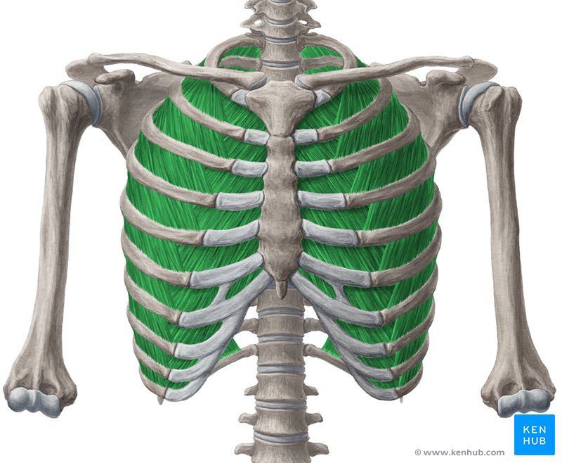 Intercostal spaces - anterior view