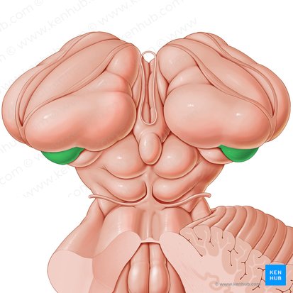 Cuerpo geniculado lateral (Corpus geniculatum laterale); Imagen: Paul Kim