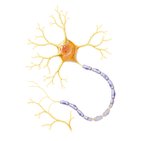 Neurons