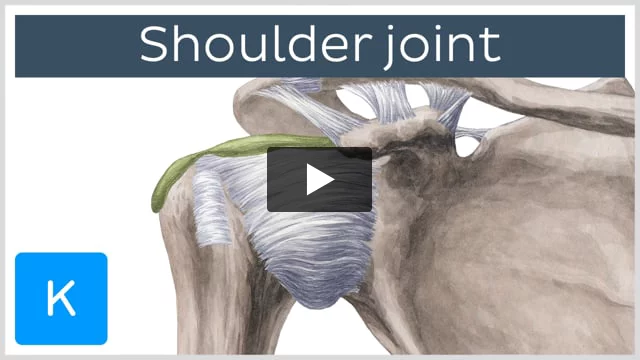 The rotator cable extends from lesser tubercle of humerus to greater