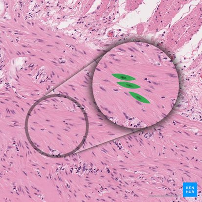 Miócito (Fibra muscular) (Myocytus (Myofibra)); Imagem: 