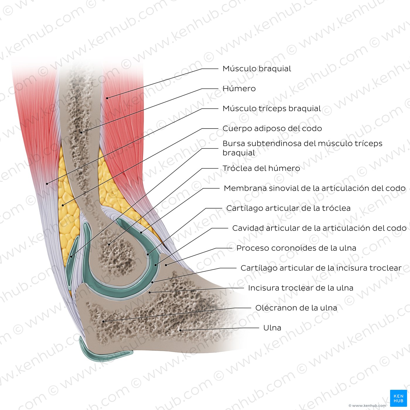 Estructura de la articulación del codo