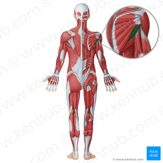 Músculo redondo menor (Musculus teres minor); Imagem: Irina Münstermann