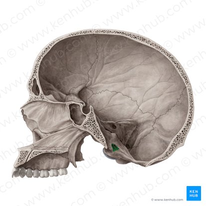 Hypoglossal canal (Canalis nervi hypoglossi); Image: Yousun Koh