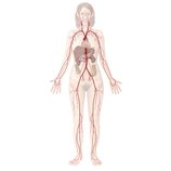Cardiovascular system
