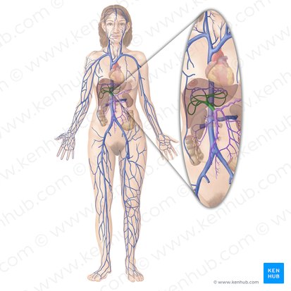 Hepatic portal vein (Vena portae hepatis); Image: Begoña Rodriguez