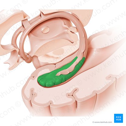 Hippocampus; Bild: Paul Kim