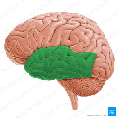 Lobus temporalis (Schläfenlappen); Bild: Paul Kim