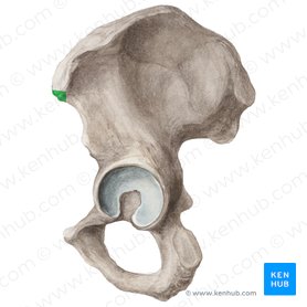 Anterior superior iliac spine (Spina iliaca anterior superior); Image: Liene Znotina