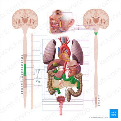 Intestino delgado (Intestinum tenue); Imagen: Paul Kim