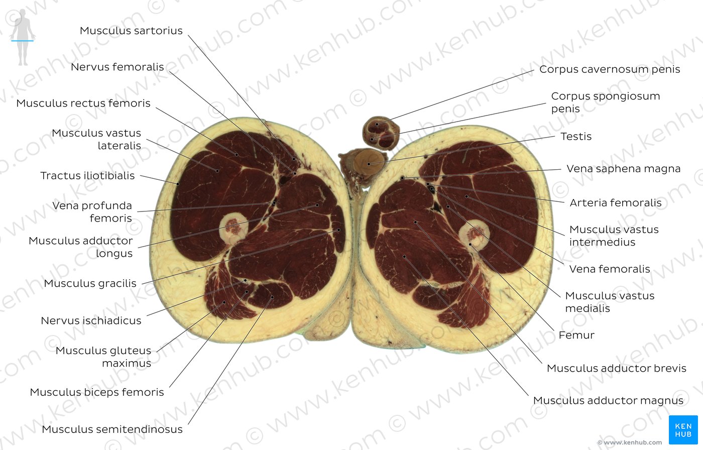Höhe: M. adductor brevis - Überblick