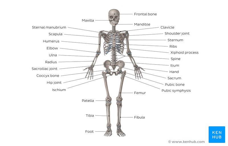 Study this image showing the main bones of the body, then test your knowledge with our unlabeled diagram (download below)