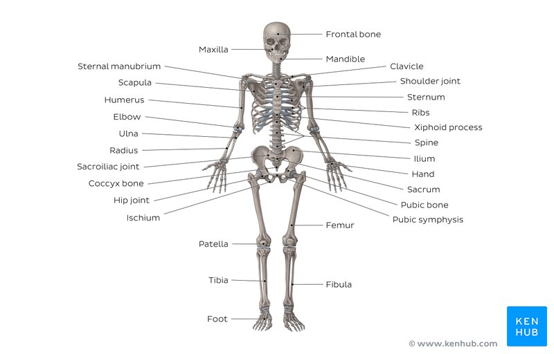 Skeletal System Quizzes: Learn Bone Anatomy Fast! | Kenhub