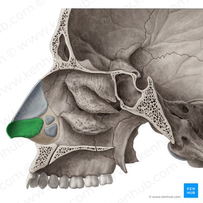 Major alar cartilage (Cartilago alaris major); Image: Yousun Koh