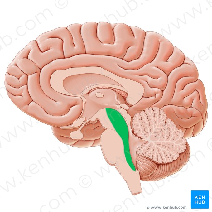 Tegmentum (Haube); Bild: Paul Kim