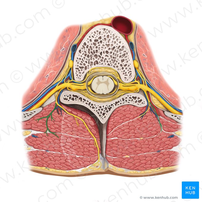 Ramo muscular lateral del ramo posterior del nervio espinal (Ramus posterior lateralis nervi spinalis); Imagen: Rebecca Betts