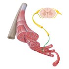 Neurona motora