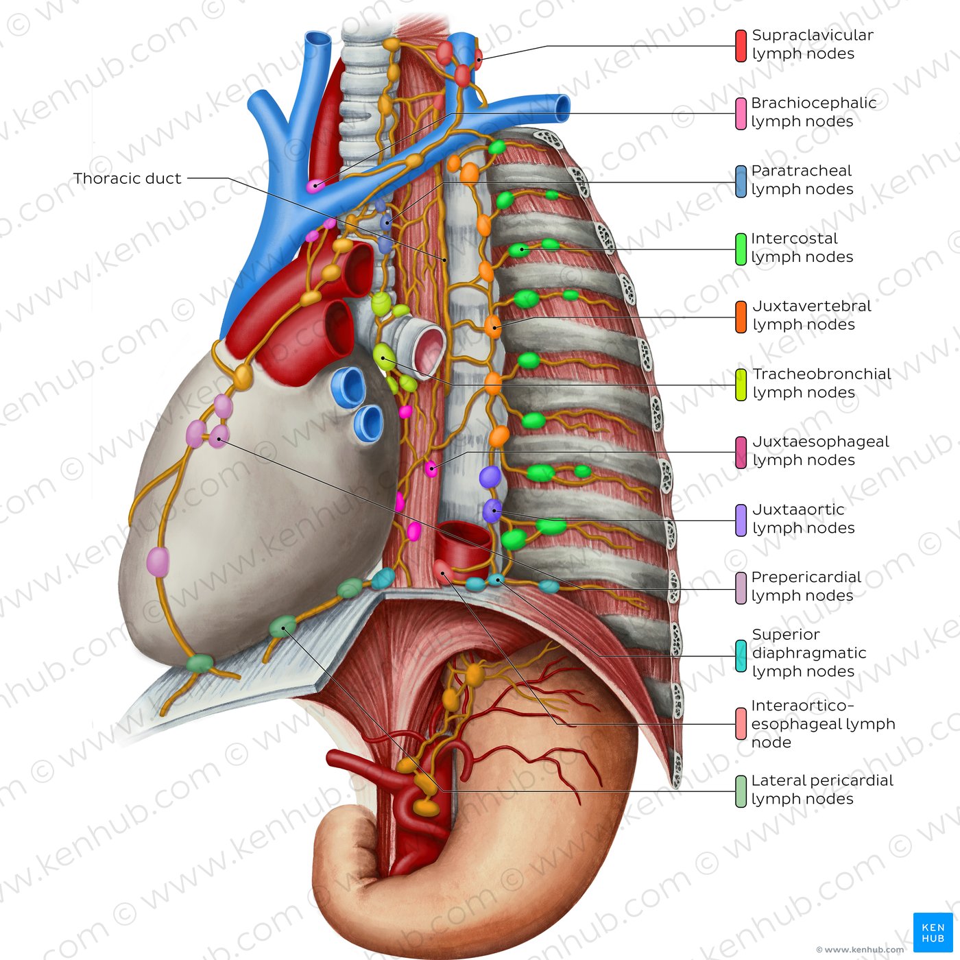 Lymphatics of the mediastinum