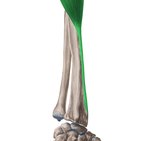 Musculus brachioradialis