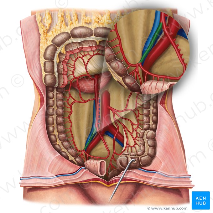 Ileocolic artery (Arteria ileocolica); Image: Irina Münstermann