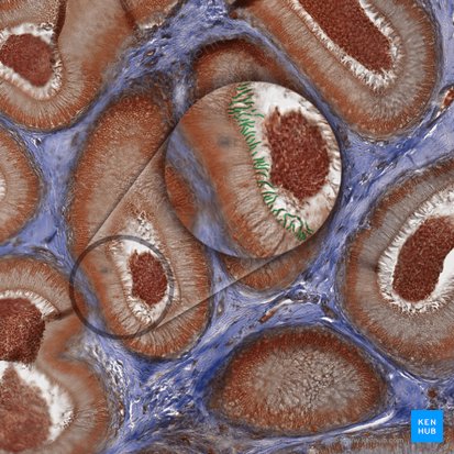 Stereocilia; Image: 