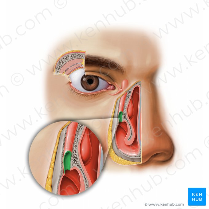 Ouverture du conduit nasolacrymal (Apertura ductus nasolacrimalis); Image : Paul Kim