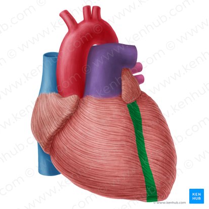 Surco interventricular anterior (Sulcus interventricularis anterior); Imagen: Yousun Koh