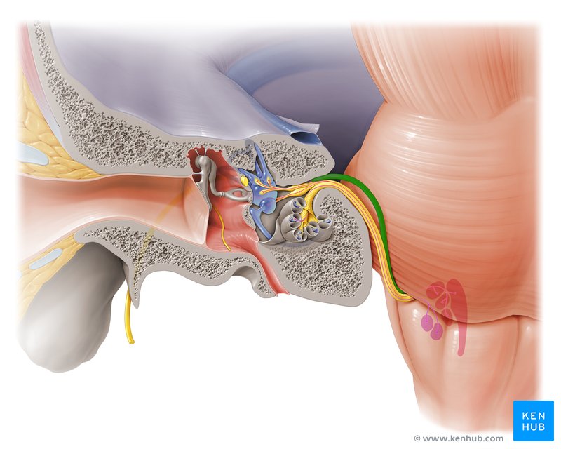 Facial Nerve - Pontine Part