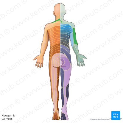 Dermatome C5 (Dermatoma C5); Image : Irina Münstermann