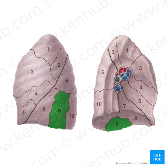 Segmento basal lateral del pulmón izquierdo (Segmentum basale laterale pulmonis sinistri); Imagen: Paul Kim
