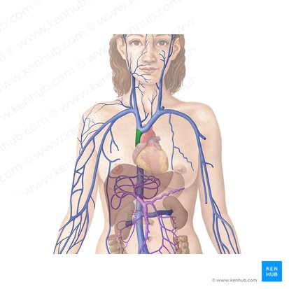 Buen sentimiento agradable cuota de matrícula Principales arterias, venas y nervios del cuerpo:Anatomía | Kenhub