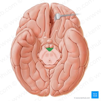 Posterior perforated substance (Substantia perforata posterior); Image: Paul Kim