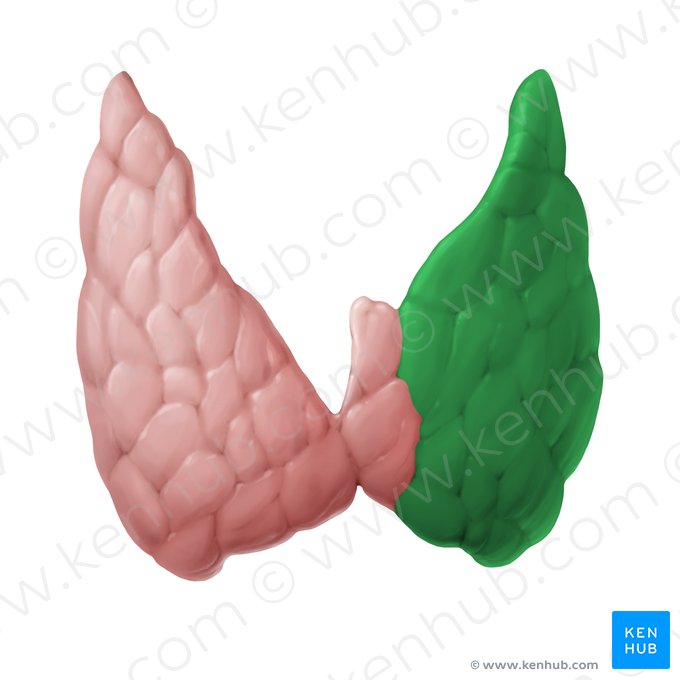 Lóbulo izquierdo de la glándula tiroides (Lobus sinister glandulae thyroideae); Imagen: Begoña Rodriguez